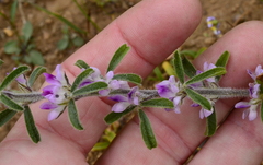 Psoralea decumbens