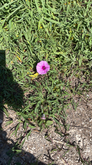 Ipomoea sagittata
