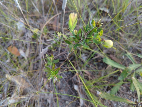 Neofabricia myrtifolia, photograph 5