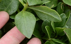 Tetragonia herbacea