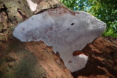 Ganoderma