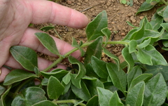 Tetragonia herbacea