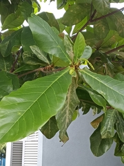 Terminalia catappa