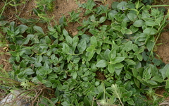 Tetragonia herbacea