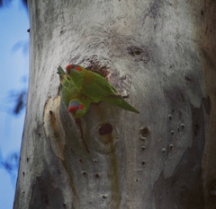 Glossopsitta concinna