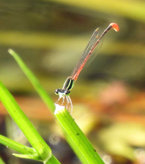 Argiocnemis rubescens
