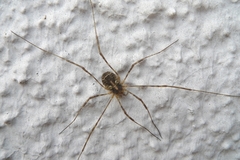 Lacinius dentiger