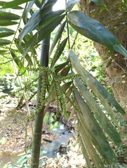 Ptychosperma macarthurii