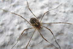 Lacinius dentiger