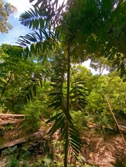 Ptychosperma macarthurii