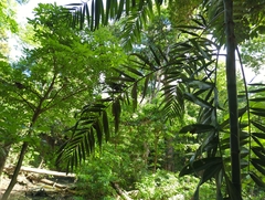 Ptychosperma macarthurii