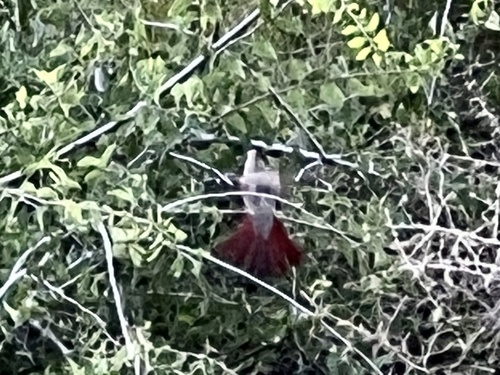 Pyrrhuloxia photographed in New Mexico