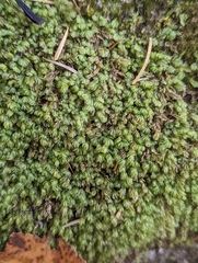 Plagiochila
