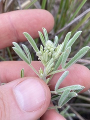 Crotalaria aridicola