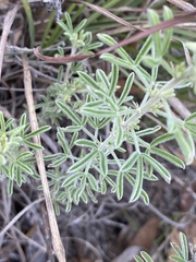 Crotalaria aridicola