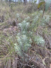 Crotalaria aridicola