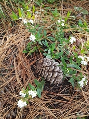 Lithospermum distichum