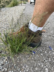 Eragrostis lehmanniana