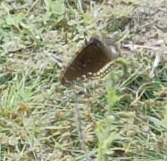 Euploea core