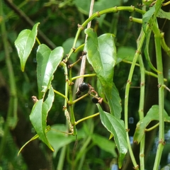 Cissus hastata