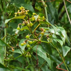 Cissus hastata
