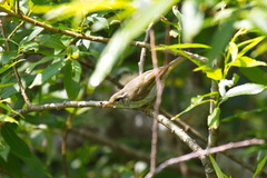 Phylloscopus coronatus