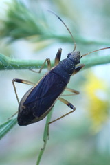 Ligyrocoris obscurus