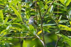 Phylloscopus coronatus