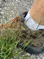 Eragrostis lehmanniana