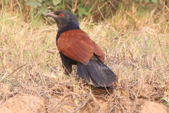 Centropus sinensis