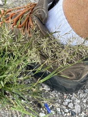 Eragrostis lehmanniana