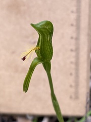 Pterostylis plumosa