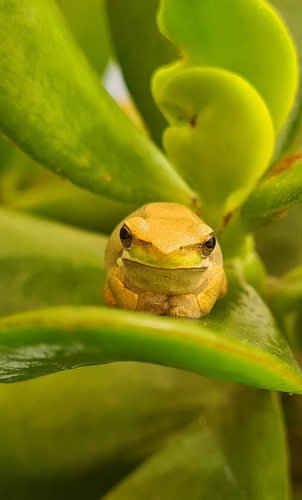 Eastern Dwarf Tree Frog, South West Rocks NSW 2431, Australia, photo 6 of 10