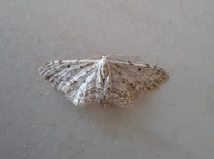 Idaea incisaria