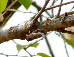 Cicada barbara