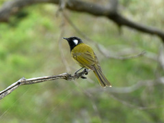 Nesoptilotis leucotis