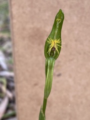 Pterostylis plumosa