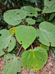 Dendrocnide cordifolia