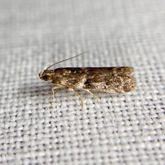 Ephestiopsis oenobarella