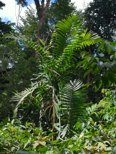 Image of Ptychosperma propinquum by (c) Tom Field, some rights reserved (CC BY)