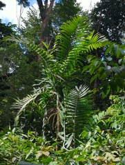 Ptychosperma macarthurii