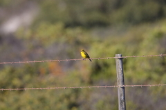 Crithagra flaviventris