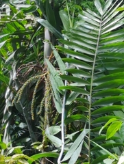 Ptychosperma macarthurii