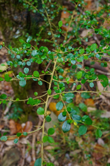 Maclura cochinchinensis