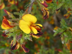 Pultenaea laxiflora