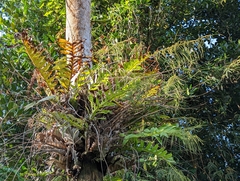 Drynaria meyeniana