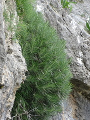 Ptilostemon chamaepeuce