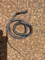 Stegonotus australis