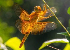 Camacinia gigantea