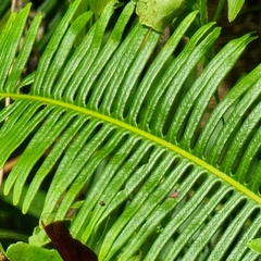 Dicranopteris linearis